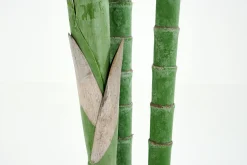 Flamant Arecapalm, Plant^ Decoratie