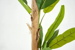 Flamant Bananenboom, Plant^ Decoratie