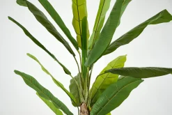 Flamant Bananenboom, Plant^ Decoratie