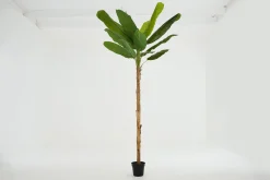 Flamant Bananenboom, Plant^ Decoratie