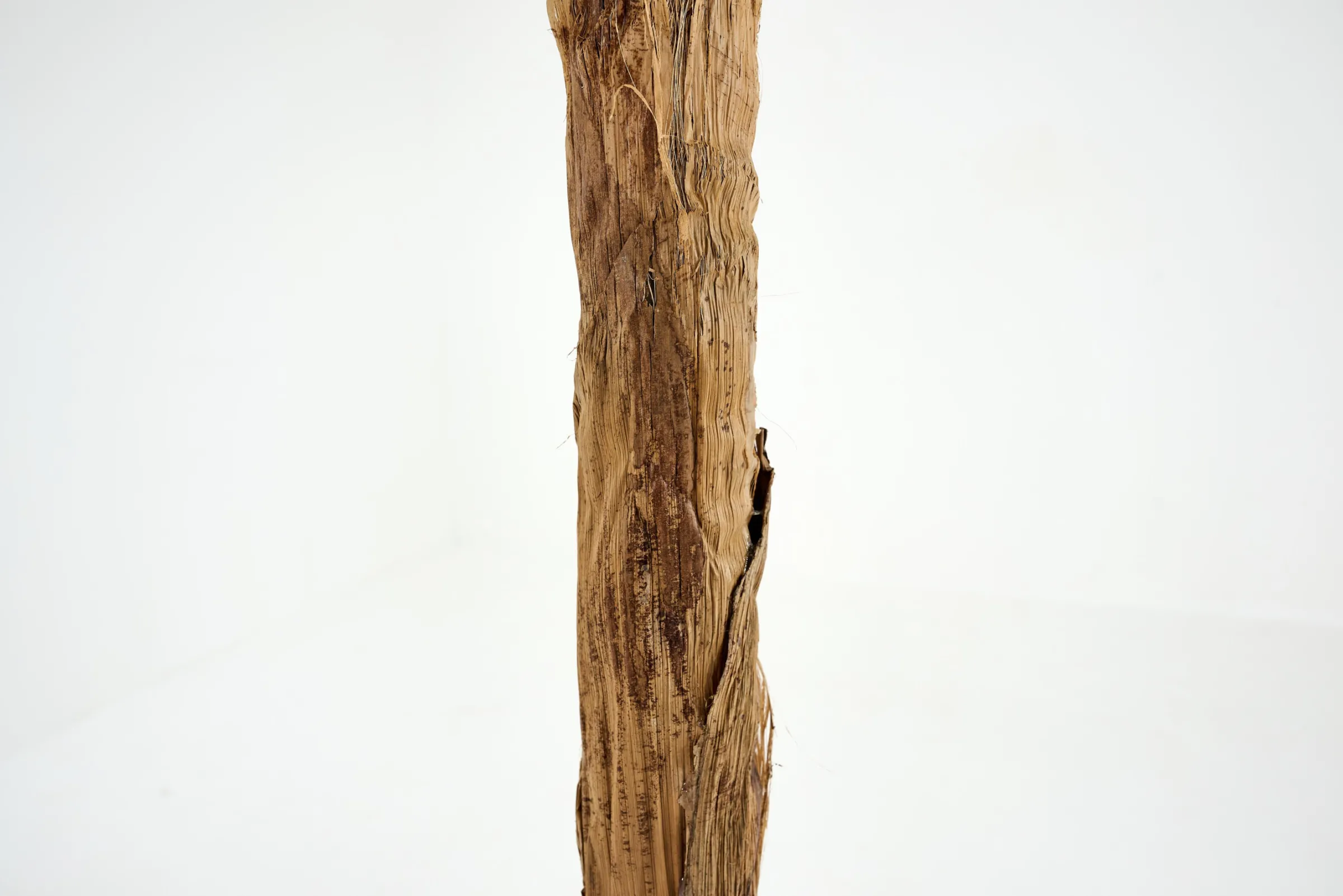 Flamant Bananenboom, Plant^ Decoratie