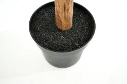 Flamant Bananenboom, Plant^ Decoratie