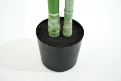 Flamant Betelpalm, Plant^ Decoratie