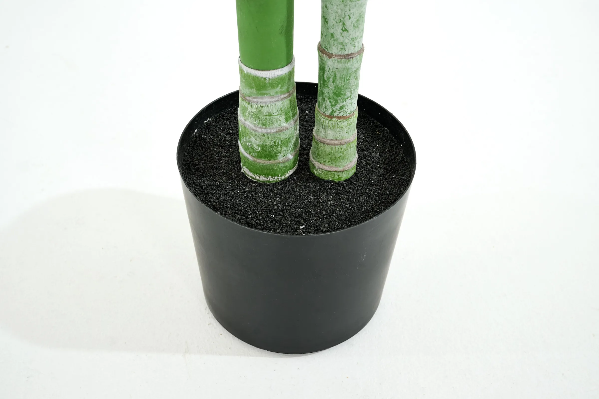 Flamant Betelpalm, Plant^ Decoratie