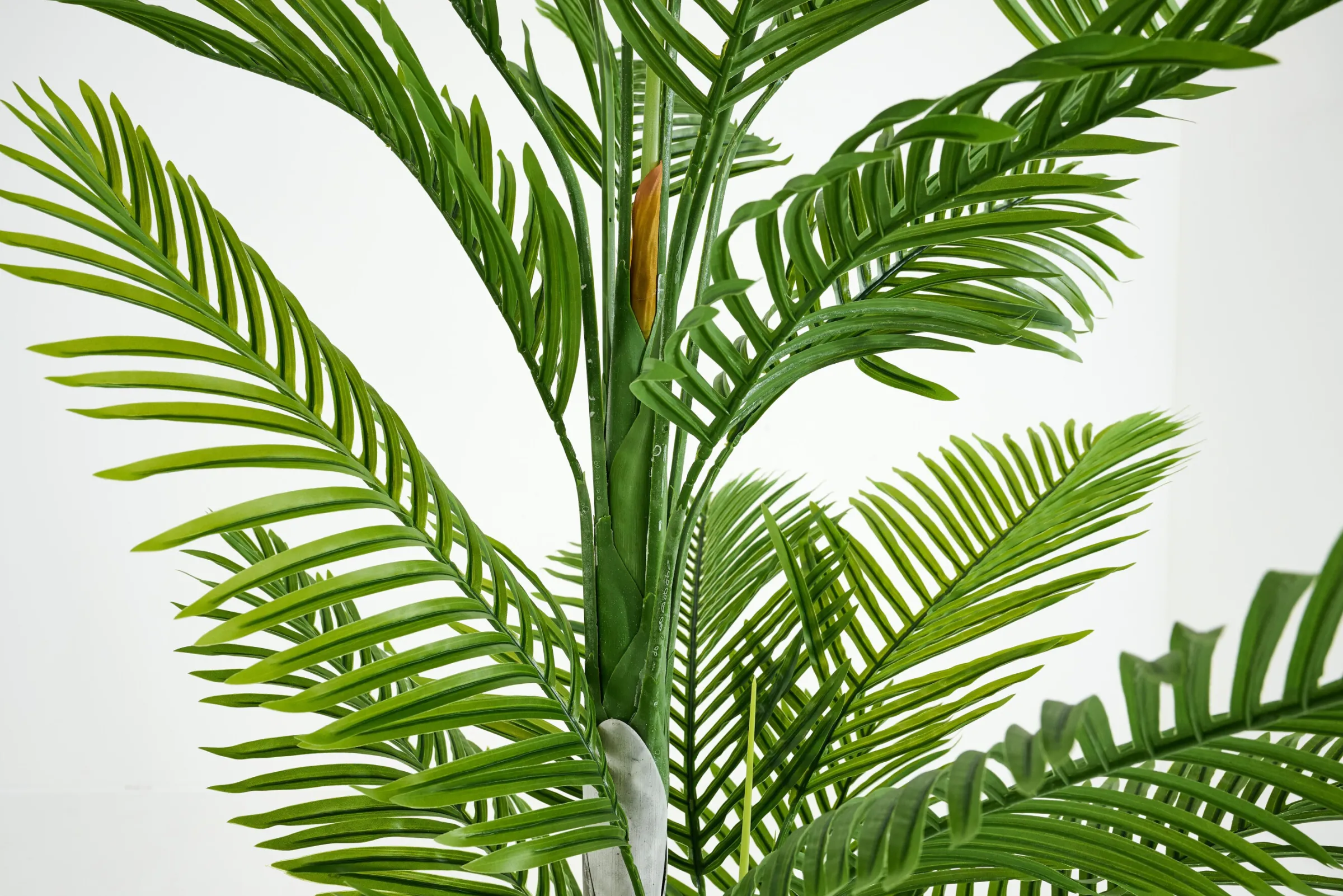 Flamant Betelpalm, Plant^ Decoratie