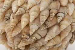 Flamant Darcio, Decobal, L^ Moederdag