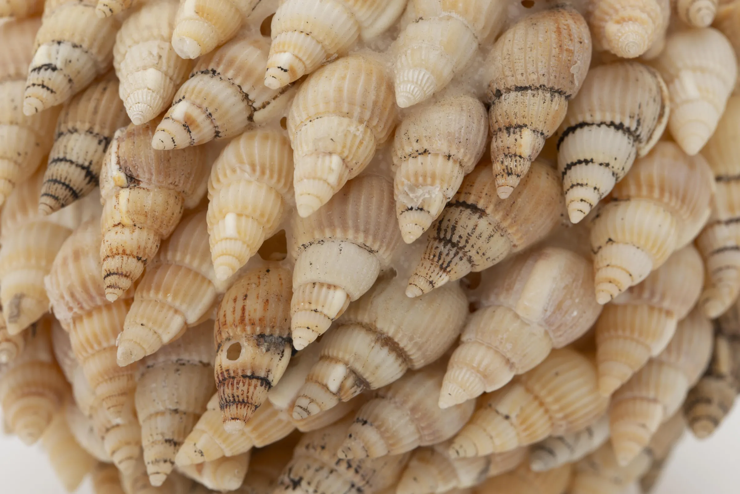 Flamant Darcio, Decobal, L^ Moederdag