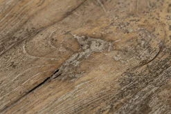 Flamant Dineen, Bijzettafel, Hout, Bruin, L^ Koffie Tafels