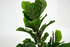 Flamant Fiddle Leaf-Vijg, Plant^ Decoratie