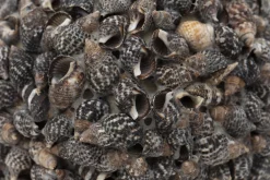 Flamant Maranza, Decobal, S^ Decoratie